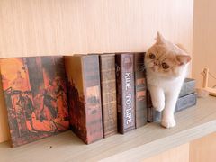 -飞行喵MR PILOT|猫舍·猫咖(静安大融城店)