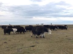 -青海湖国家重点风景名胜区