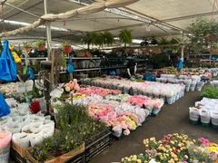 -龙大花卉苗木市场