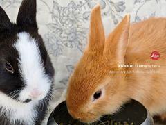 -中环花鸟鱼虫市场