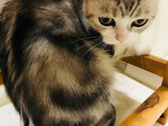 -爱妮康宠物医院·干细胞免疫细胞·肿瘤·心脏(张江店)