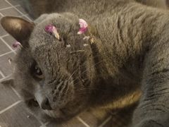 -海边的猫和咖啡馆