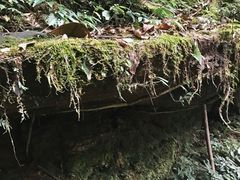 -黄荆老林