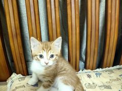 -爱侣宠医·鹦鹉专科·小型哺乳类·异宠专科(灵石路店)