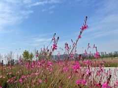-汉长安城未央宫国家考古遗址公园