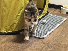 -纳吉亚猫专科动物医院·北北分院