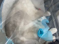 -佳怡动物医院·平价24小时·猫专科骨外科