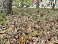 -回龙观体育文化公园