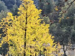 -牛背梁国家森林公园