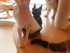 -飞行喵MR PILOT|猫舍·猫咖(静安大融城店)