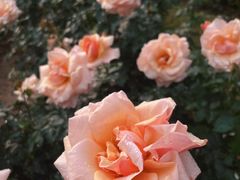 -人民公园(罗湖区)