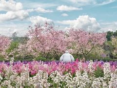 -天适樱花悠乐园