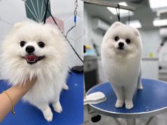 -瑞鹏宠物医院犬猫全科(真大分院)