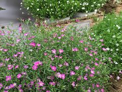 -秦美花卉(天朗·莱茵小城2期店)