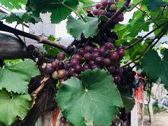 -南汇老顾农家乐采摘大团水蜜桃采摘店