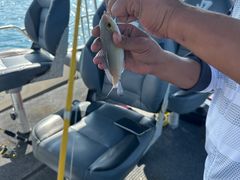 -小猫钓鱼海钓俱乐部(椰梦长廊店)