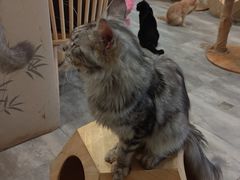 -楼上猫咖(罗湖店)