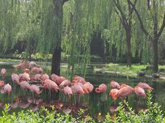 -石家庄市动物园