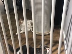 -东方名猫馆·英短金渐层布偶猫舍(环线广场1号楼店)