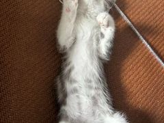 -贝来恩24H动物医院·转诊中心(稻香路店)