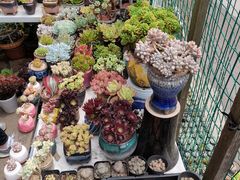 -金陵花卉交易市场