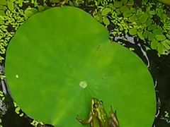 -东湖磨山景区樱花园-停车场