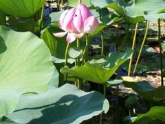 -羊亭河湿地公园