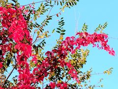 -北京西山国家森林公园