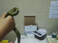 -北京观赏动物医院·24小时大型综合·猫专科·异宠专科