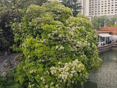 -西苑公园