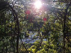 -喵屿·大理花园猫咖