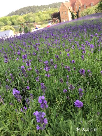 「大塘金香草谷」 心动理由： 很漂亮的拍照地