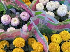 -循礼门鲜花花市(武汉循礼门店)