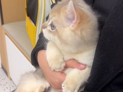 -瑞派康怡24h宠物医院·犬猫医疗中心·微创绝育(瑞景分院)