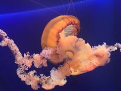-新加坡海洋生态馆
