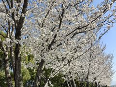 -西湖风景区-江洋畈生态公园