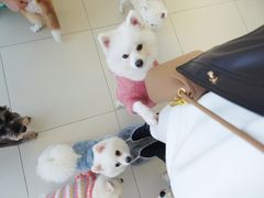 -怪兽屋·羊驼·猫咖·狗咖(俊华广场店)