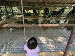 -西双版纳原始森林公园