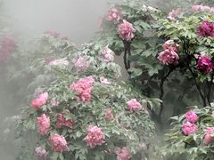 -北京西山国家森林公园