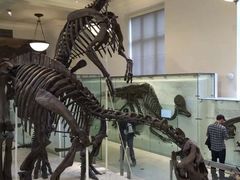 -美国自然历史博物馆
