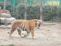 -上海野生动物园老虎餐厅