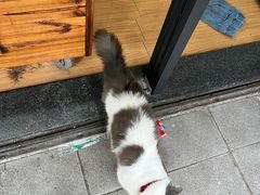-蔡伯糯米猪肠