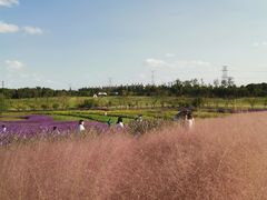 -上海滨江森林公园