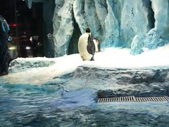 -帝企鹅自助餐厅•儿童岛•真企鹅(长隆企鹅酒店)