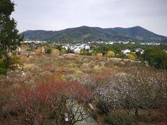 -香雪海