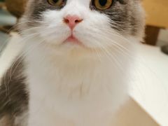 -飞行喵MR PILOT|猫舍·猫咖(静安大融城店)