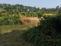 -南沙蒲洲花园