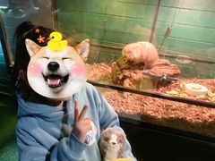 -石家庄海洋公园