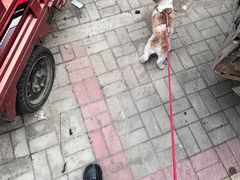 -皖北巫氏三胖地锅鸡(长淮总店)