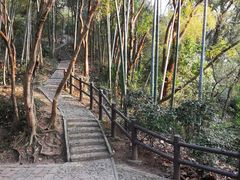 -上海佘山国家森林公园天马山园